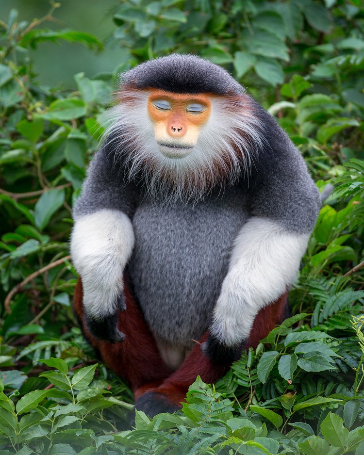 zen monkey, opica