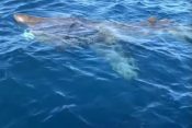 morski pes orjak, istra, morje