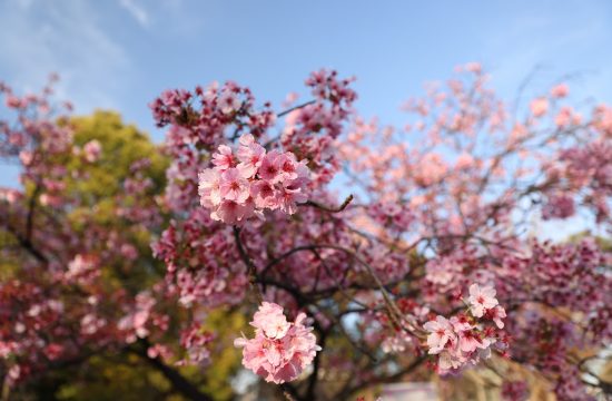Češnjevi cvetovi