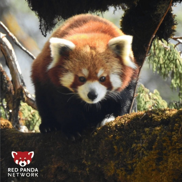 Red panda network