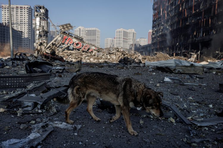 Pes v Kijevu