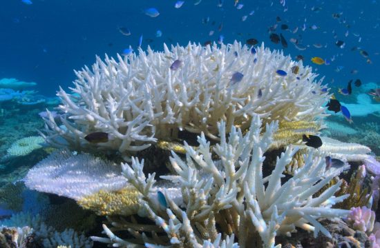 korale, veliki koralni greben