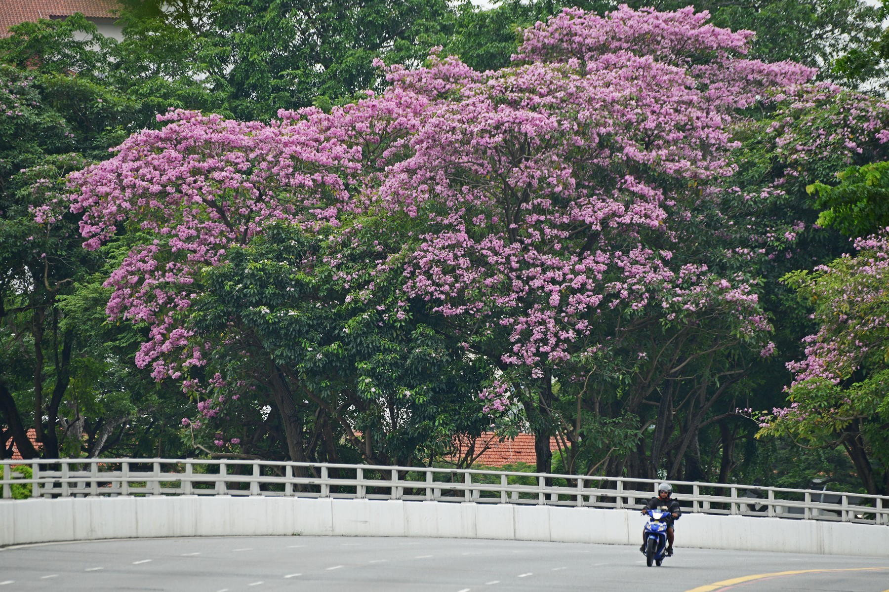 Singapur drevesa