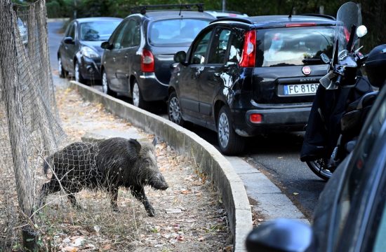 Divja svinja v Rimu