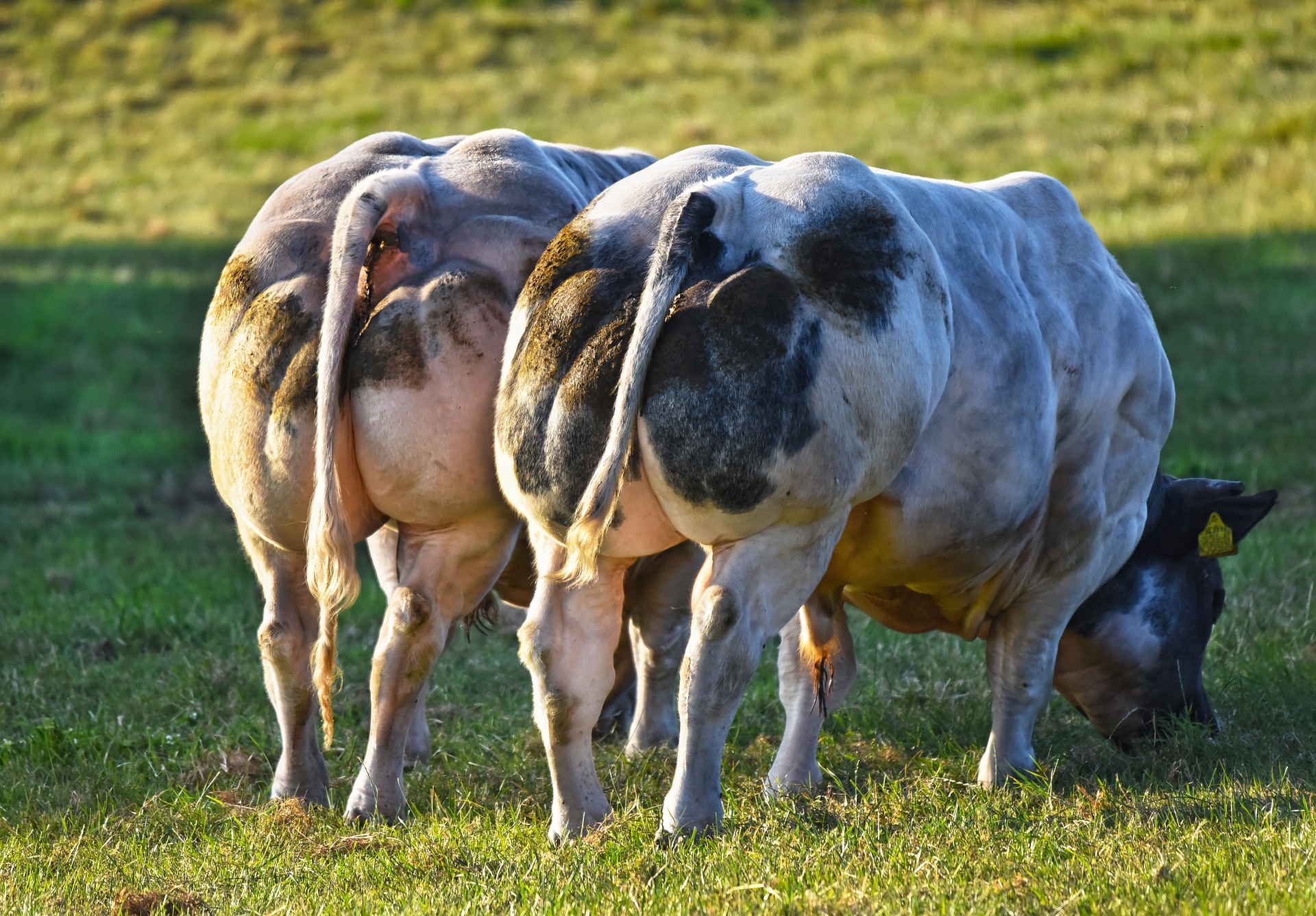 Belgijsko plavo govedo