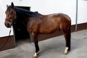 Konj Rudi