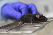 miš, laboratorij, staranje