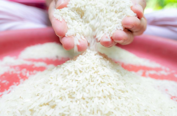 riž, lakota