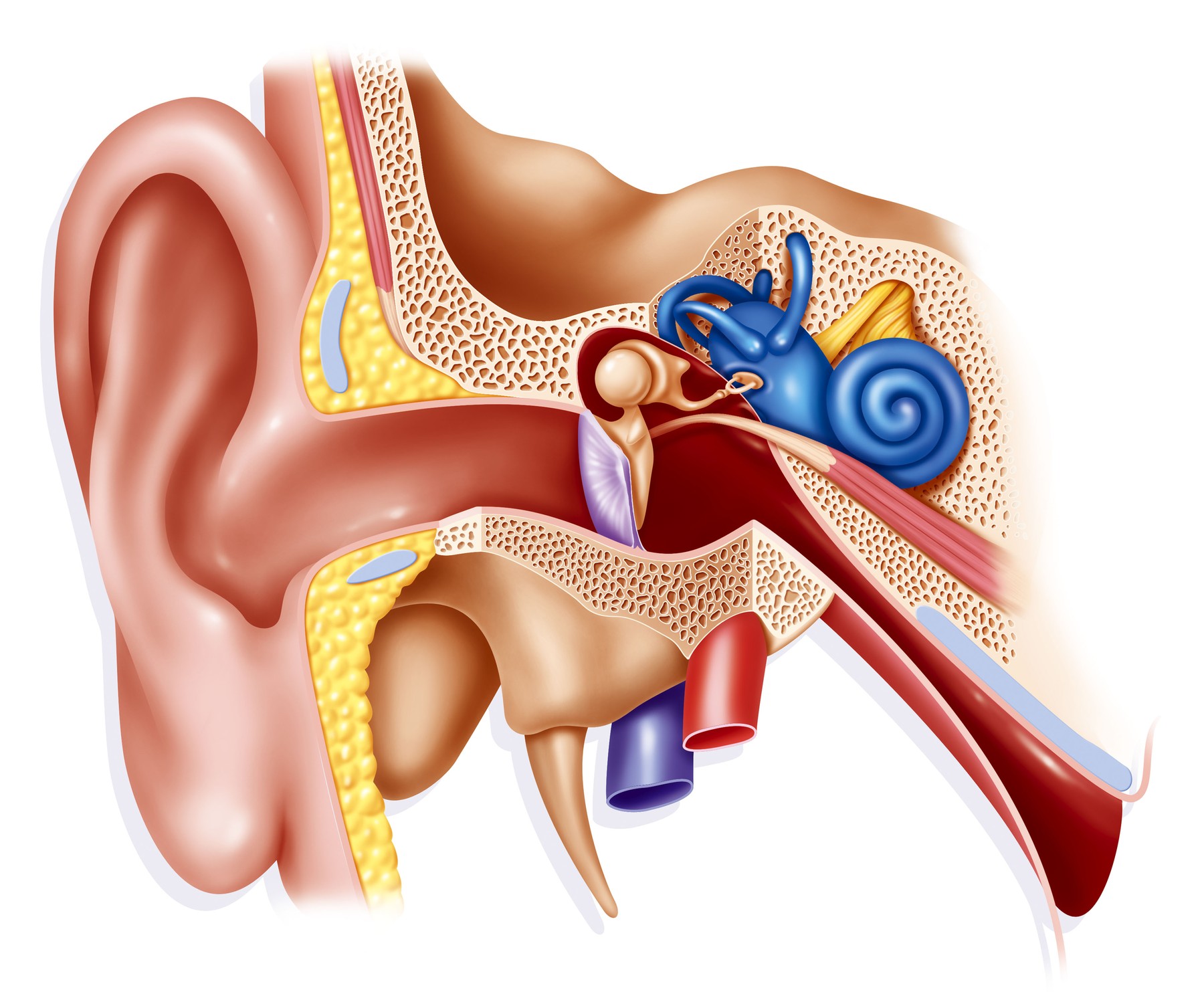uho, anatomija ušesa, sluhovod, bobnič