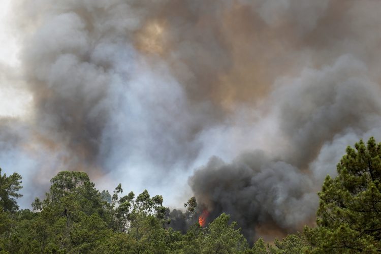 gozdni požar, portugalska
