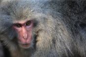 japonski rdečelični makakik