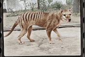 Izumrli tasmanski tiger