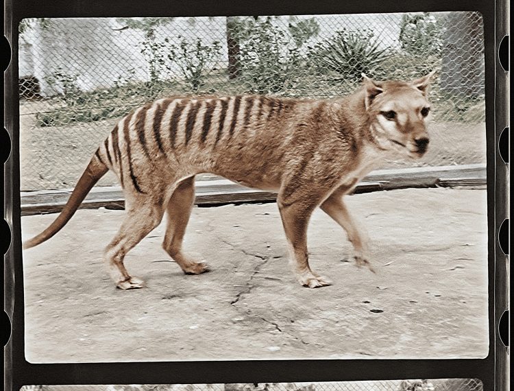 Izumrli tasmanski tiger