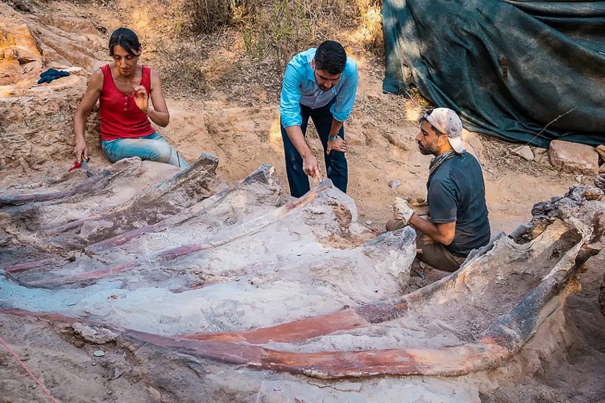 Esqueleto de um enorme dinossauro foi descoberto em Portugal