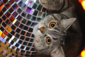 Mačka na disko krogli, Dall-E