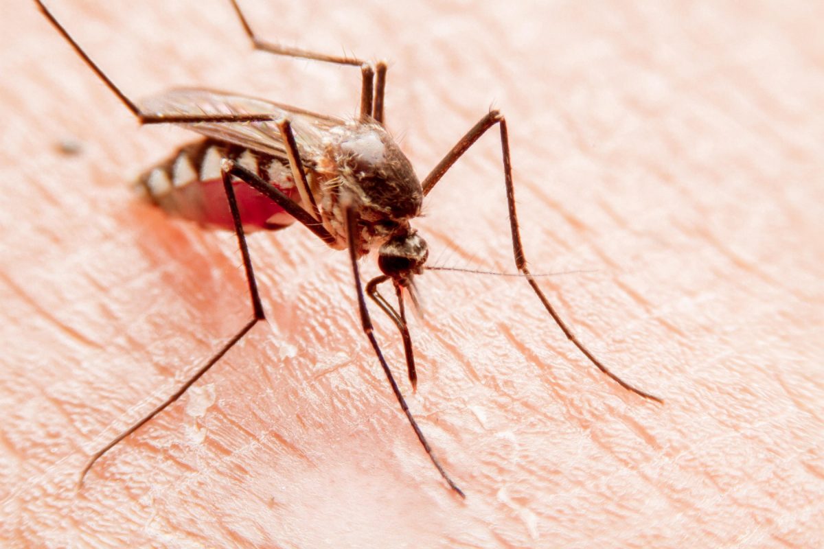 Combate aos mosquitos em Zagreb: 100 mil novos machos estéreis serão libertados