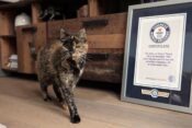 Flossie, najstarejša mačka na svetu