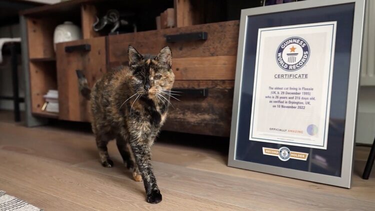 Flossie, najstarejša mačka na svetu