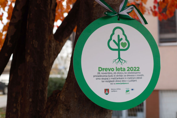 drevo leta 2022