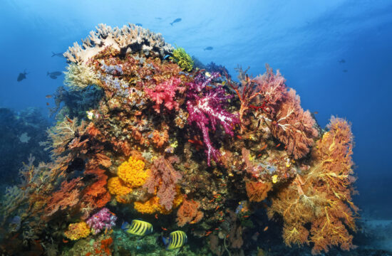 veliki koralni greben, koralni greben, avstralija