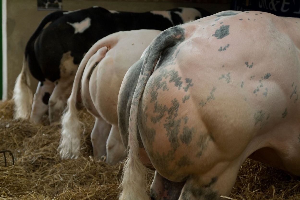 belgijsko belo plavo govedo