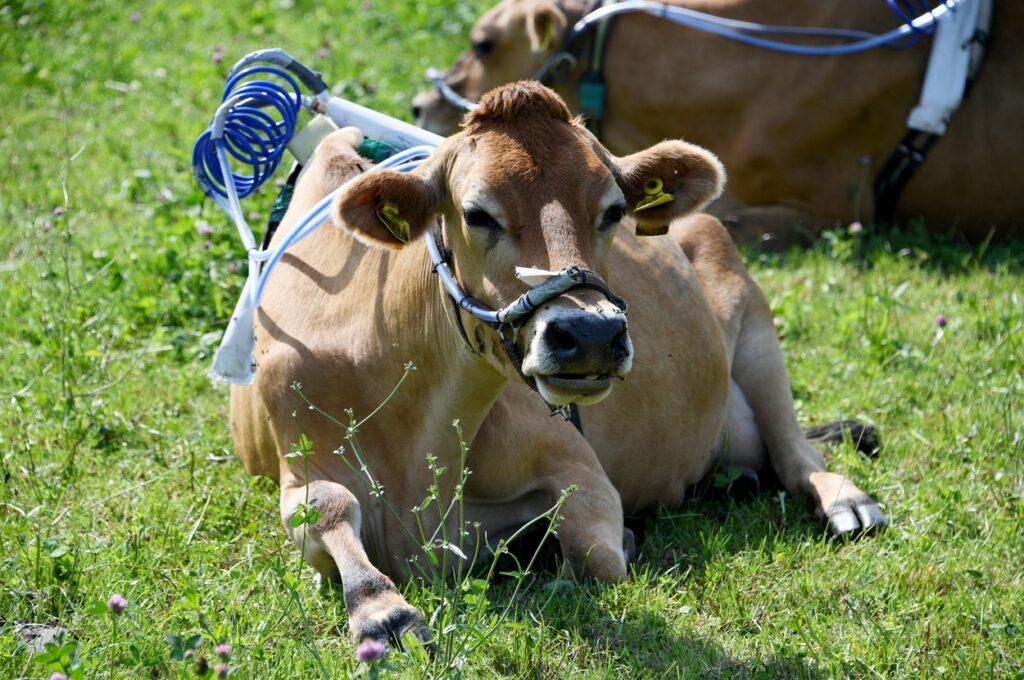 Krava merjenje metana