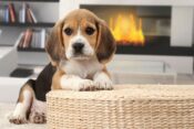 pes beagle