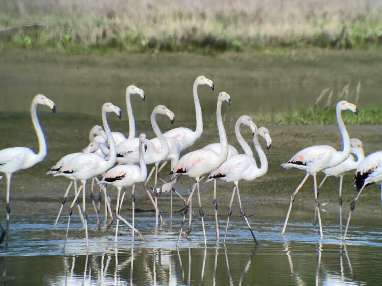 Plamenci - flamingi v Sečovljah