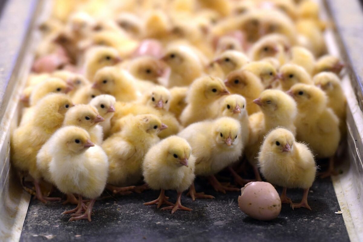 Dražje od teletine in svinjine, na Hrvaškem razburjajo cene piščančjega mesa