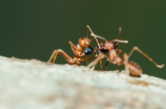 Mravlje