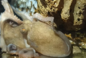 moškatna hobotnica