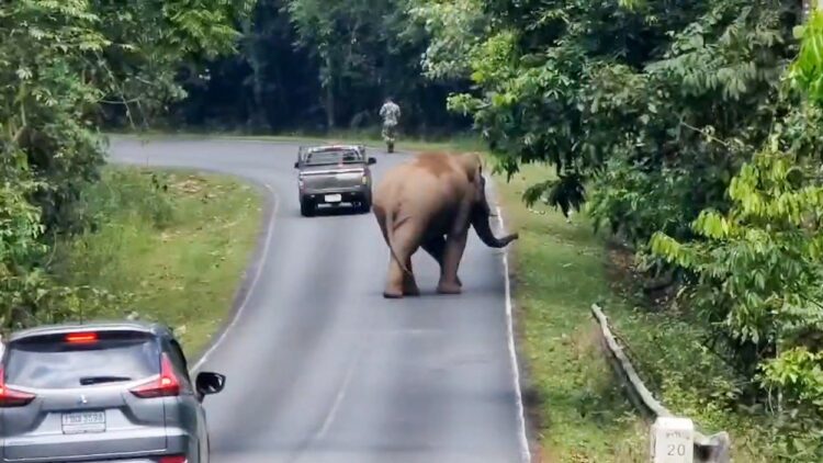 Divji slon v nacionalnem parku Khao Yai