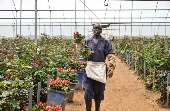 farme vrtnic kenija