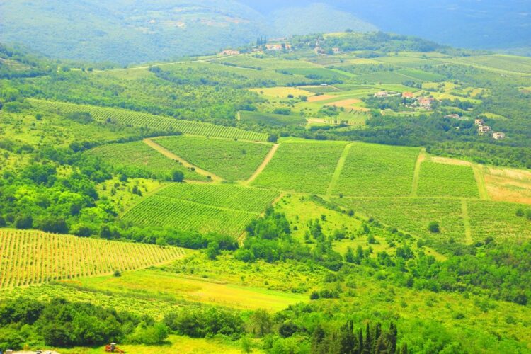 vinograd, Hrvaška, Istra