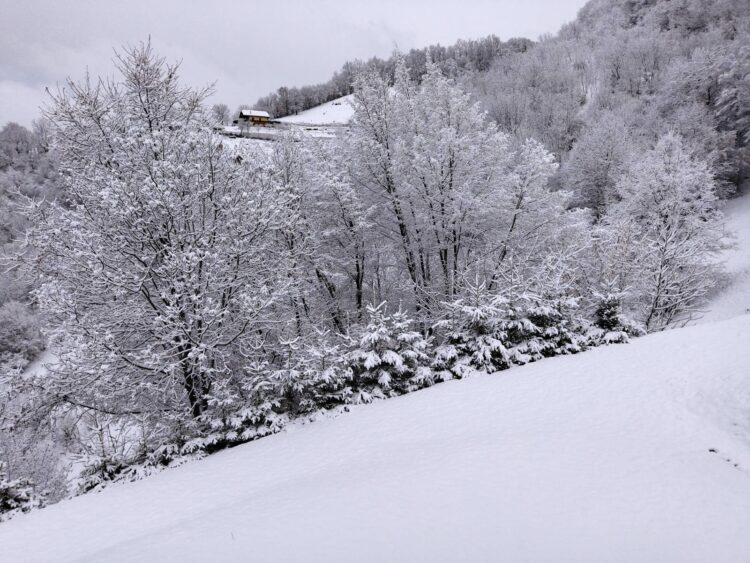 Novozapadli sneg v okolici Rogaške Slatine