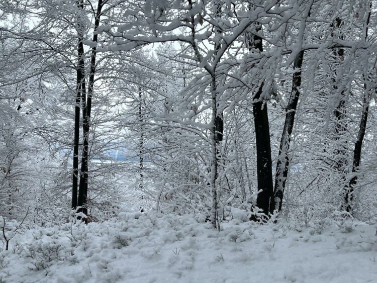 Sneg je pobelil ljubljanski Golovec.