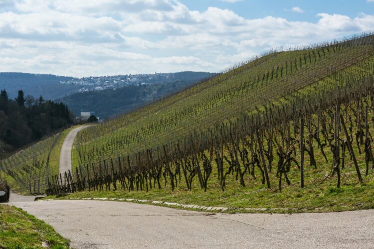 vinograd, jasno vreme, sonce,, pomlad