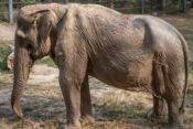 Deformacije slonov zaradi turizma na Tajskem