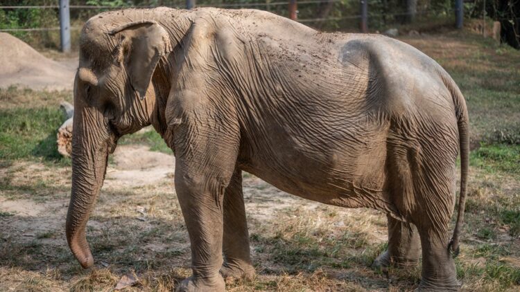 Deformacije slonov zaradi turizma na Tajskem