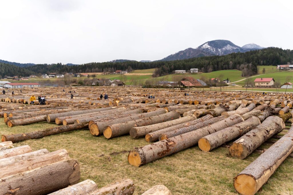 licitacija lesa