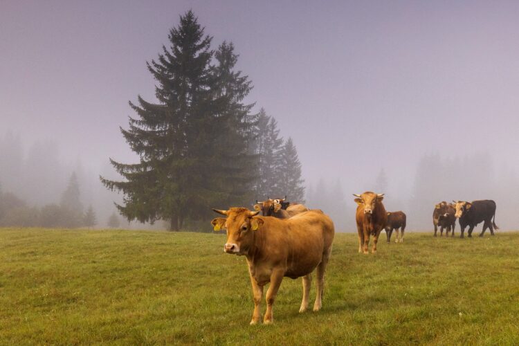 krave na megleno jutro