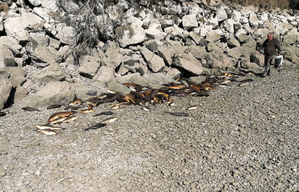 Mrtve ribe med lansko sušo