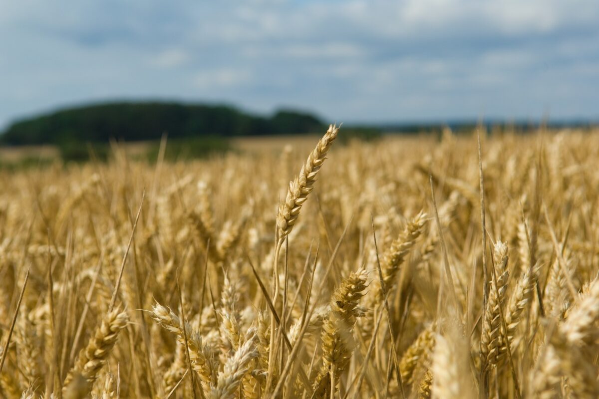 Bruselj predlaga zvišanje carin za rusko in belorusko žito