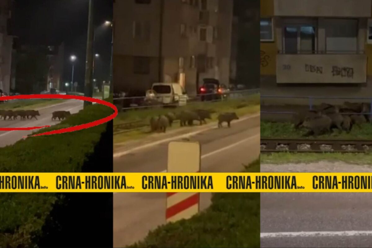 Po Sarajevu so se sprehodile divje svinje (VIDEO)