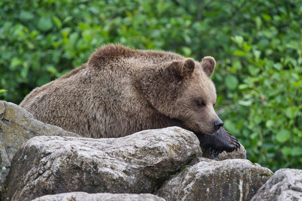 Previdno: v bližini Pivke ob glavni cesti večkrat opazili medvedko z mladiči