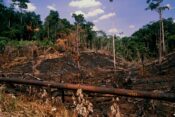 deforestacija, krčenje gozdov