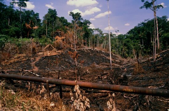 deforestacija, krčenje gozdov