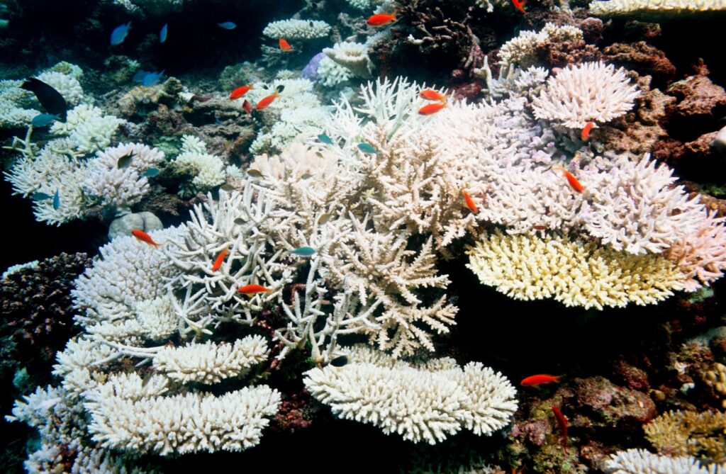 Pobeljene korale