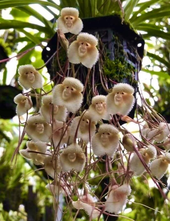 opičja glava orhideja