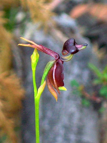 leteča račka orhideja